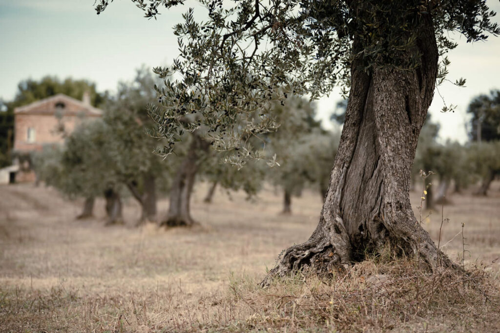 albero di ulivo