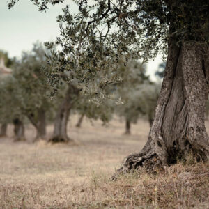 albero di ulivo